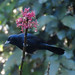 Ruby-crowned Tanager, Tachyphonus coronatus