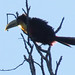 Red-breasted Toucan, Ramphastos dicolorus