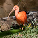 Scarlet Ibis