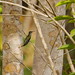 Gray-breasted Sabrewing Campylopterus largipennis