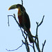 Red-breasted Toucan, Ramphastos dicolorus