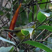 Golden-crowned Warbler, Basileuterus culicivorus