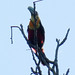 Red-breasted Toucan, Ramphastos dicolorus