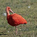 Scarlet Ibis