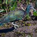 GREEN IBIS