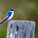 WHITE-WINGED SWALLOW