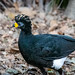 BARE-FACED CURASSOW