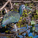 GREEN IBIS