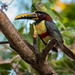 CHESTNUT-EARED ARACARI