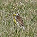 Eastern Meadowlark