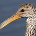 Limpkin