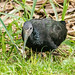 DSC07185 Green Ibis, Mesembrinibis cayenensis.