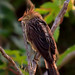 Guira Cuckoo, Guira guira