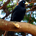 Red-rumped Cacique, Cacicus haemorrhous