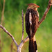 Guira Cuckoo, Guira guira