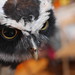 Juvenile Spectacled Owl