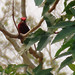 Red-crested Finch, Coryphospingus cucullatus