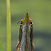 Least Bittern