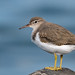 Spotted Sandpiper (Actitis macularius)