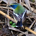 Many-colored Rush Tyrant (Tachuris rubrigastra)