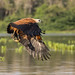 Black-collared Hawk