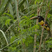 Chestnut-eared Aracari