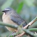 Bluish-gray Saltator, Saltator coerulescens