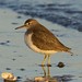 Spotted Sandpiper