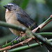 Bluish-gray Saltator, Saltator coerulescens