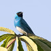 Swallow Tanager (Tersina viridis), male