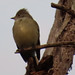 Yellow-bellied Elaenia, Elaenia flavogaster