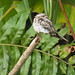 Ladder-tailed Nighjar (Hydropsalis climacocerca)