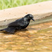 Gnorimopsar chopi (Chopi Blackbird) - Icteridae - Pousada Aguape, Pantanal, Mato Grosso do Sul, Brazil