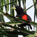 Red-rumped Cacique, Cacicus haemorrhous