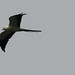 Swallow-tailed Kite, Elanoides forficatus