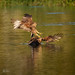 Snail Kite Attack