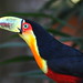 Ramphastos dicolorus - Tucano-de-bico-verde