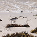 Red-Capped Plover - East Wallabi Island, Abrolhos Island, WA