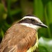 Great Kiskadee (Pitangus sulphuratus)