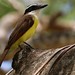 Great Kiskadee -  Pitangus sulphuratus  (5) F