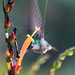 DSC05855 Black-Throated Mango, Anthracothorax nigricollis.