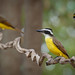 24HAUG0755Pantanal