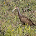 Limpkin (Aramus guarauna)