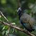 Green Ibis (Mesembrinibis cayennensis)