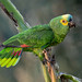 Turquoise-fronted Parrot -01196