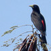 Red-rumped Cacique, Cacicus haemorrhous