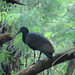 Green Ibis, Mesembrinibis cayennensis