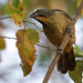 24HAUG0783Pantanal