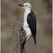 Carpintero blanco ♂️  White Woodpecker (Melanerpes candidus)