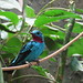 Spangled cotinga